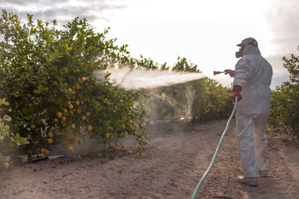 Best Wasp Removal Services  in Lacon, IL