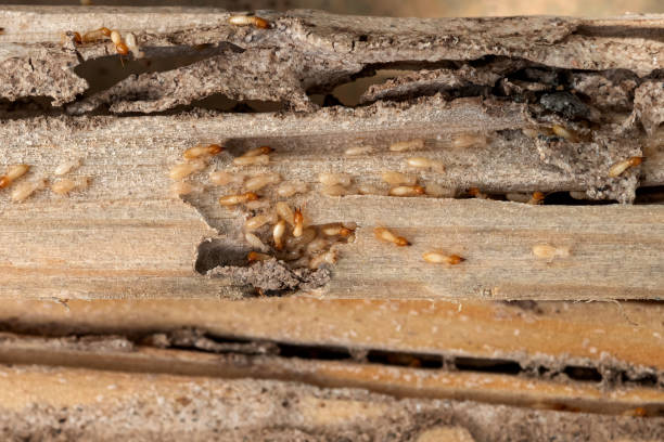 Best Commercial Pest Control Services  in Lacon, IL