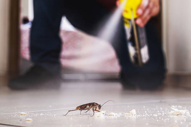 Best Cockroach Control Services  in Lacon, IL